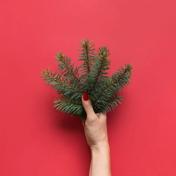 Mano femenina sosteniendo ramas de árbol de Navidad en rojo. Tarjeta de felicitación de Navidad . — Foto de Stock