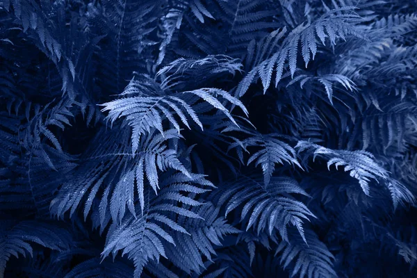 Fern leafs with raindrops, tropical background. Trendy color classic blue of the 2020. Nature background. — Stock Photo, Image