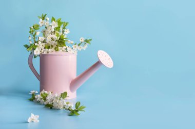 Buket beyaz çiçekler dekoratif sulama meyve ağacı açan olabilir. Bahçe bahar konsepti.