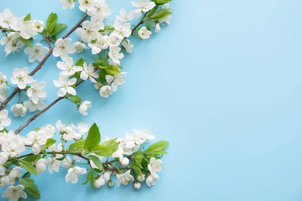 Las ramas primaverales blancas florecen sobre azul. Patrón floral. Espacio para el texto. Banner o plantilla. Vista desde arriba, plano . — Foto de Stock