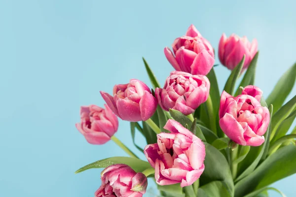 Primavera. Tulipán rosa sobre azul. Día de las madres. Espacio para texto . — Foto de Stock