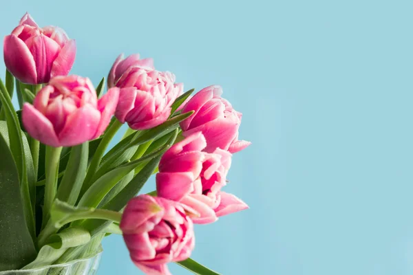 Tulipanes rosados en azul. Día de las madres. Espacio para texto . — Foto de Stock