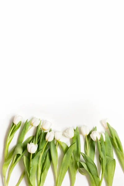 Tulipanes blancos sobre fondo blanco. Vista superior con espacio de copia. Vertical —  Fotos de Stock