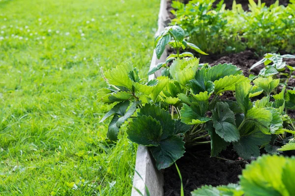 Morangos, vegetais e verdes camas de jardim. Jardinagem. Passatempo de verão. Fechar . — Fotografia de Stock