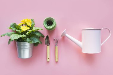 Bahçıvanlık arka planı, sulandırma kutusu ve pembeleşmiş Gerbera çiçekleri. Knolling. Yukarıdan görüntüle.