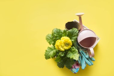 Çanakta sarı çiçekler, sulama tenekesi ve aletler. Bahar ve bahçıvanlık. Hobi olarak. Bahçecilik.