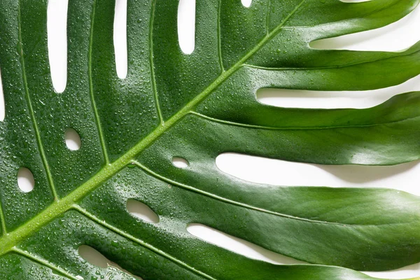 Single Leaf Monstera White Background Close Isolated Copy Space — Stock Photo, Image