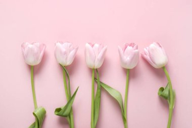 Pastel pembedeki pembe lalelerin sınırı. Kopyalama alanı olan üst görünüm.