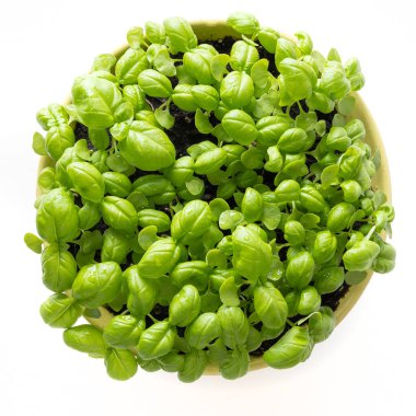 Fesleğen tohumlu mikroçerezler beyaz tencerede. Yukarıdan bak. Vejetaryen ve sağlıklı beslenmeyi düşün. Evde tohum yetiştirme. İtalyan baharatları.