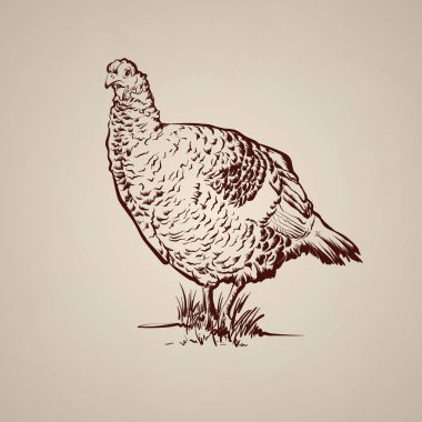 Türkiye'nin vektör illutrsation