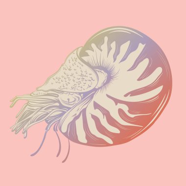 Vektör el kabuklu deniz ürünleri Nautilus gerçekçi tarzda çizilmiş illüstrasyon.