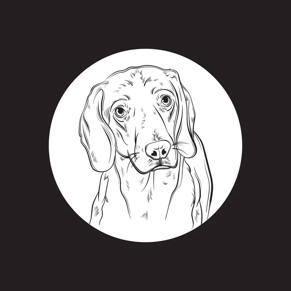 Illustrazione realistica disegnata a mano vettoriale del beagle . — Vettoriale Stock