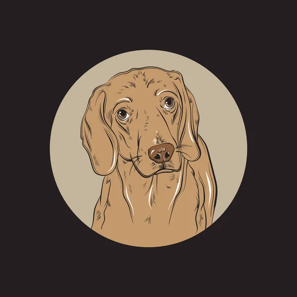 Vector dibujado a mano ilustración realista de beagle . — Vector de stock