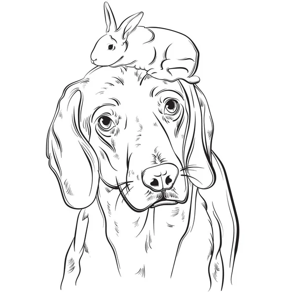 Vector mão desenhada ilustração realista de beagle . — Vetor de Stock