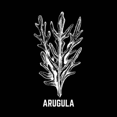 Vektör el roka çizilmiş çizimi.