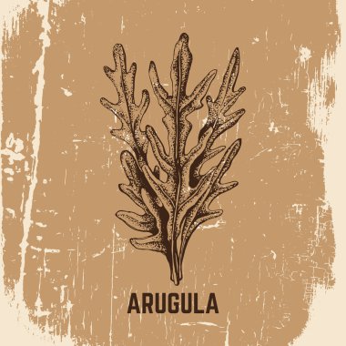 Vektör el roka çizilmiş çizimi.