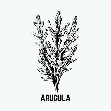 Vektör el roka çizilmiş çizimi.