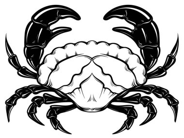 Vektör elle çizilmiş çizim gerçekçi tarzda izole Yengeç.