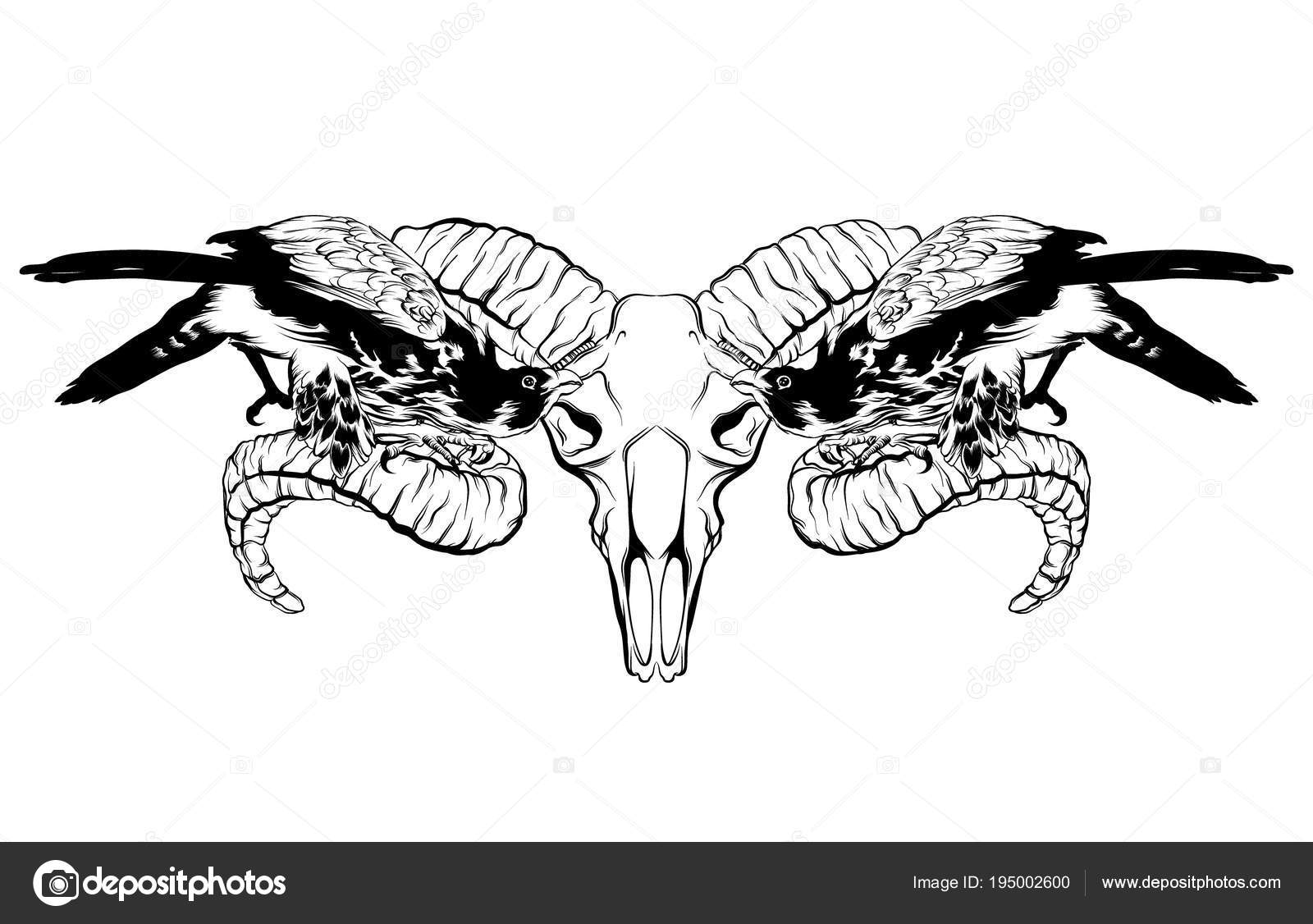 Ilustração Desenhada Mão Vetorial Falcão Crânio Carneiro Isolado Modelo  Arte Vetor de ©katytutynina 195002600, image size:1600x1126