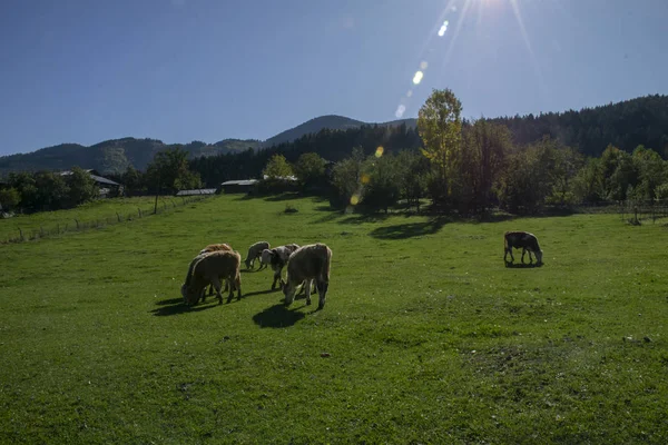 Vitelli Pascolo Sulla Steppa — Foto Stock