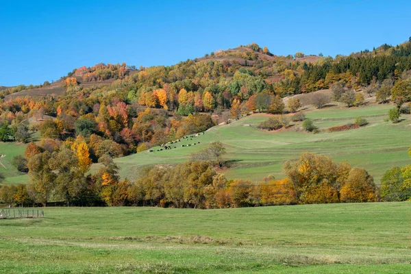 Rebaño Ovejas Cabras Estepa Otoño —  Fotos de Stock