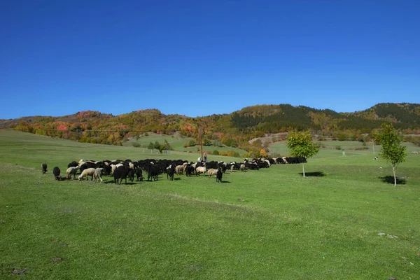 Artvin Turquia Foto Tirada Outubro 2019 Pastora Feminina Rebanho Ovelhas — Fotografia de Stock