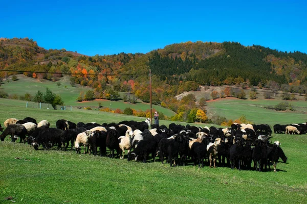 Artvin Turchia Foto Scattata Ottobre 2019 Pastorella Mandria Pecore Sull — Foto Stock