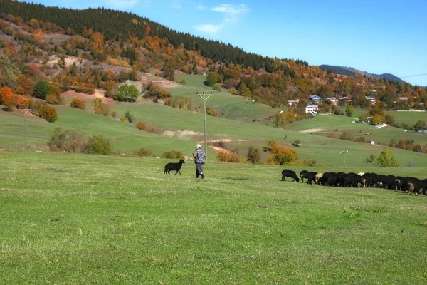 Artvin Törökország Fotó 2019 Október Női Pásztor Juhok Csordája Fennsíkon — Stock Fotó