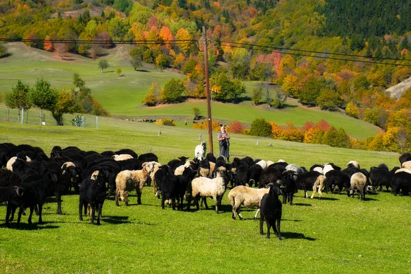 Artvin Turquie Photo Prise Octobre 2019 Berger Femelle Troupeau Moutons — Photo