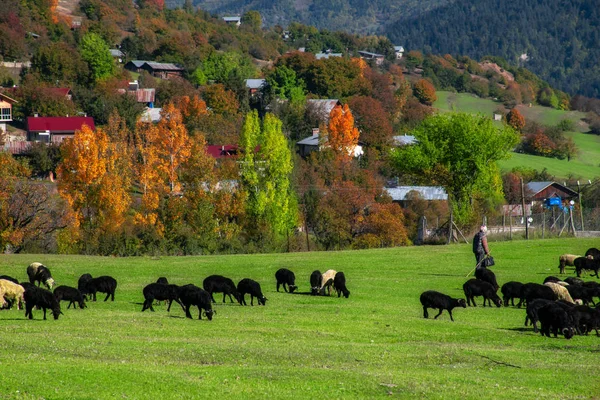 Artvin Turquía Foto Tomada Octubre 2019 Pastor Manada Ovejas Meseta —  Fotos de Stock