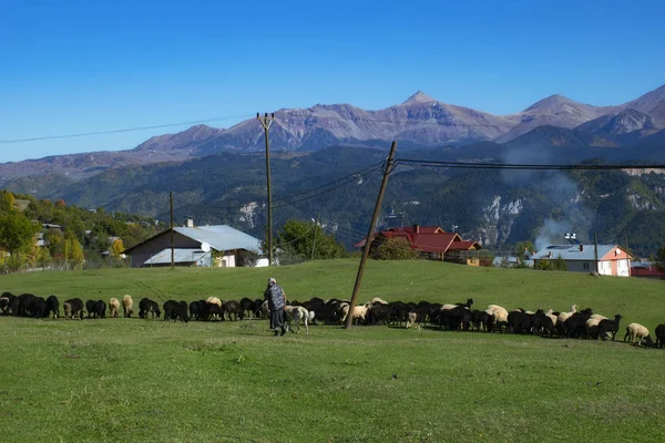 Artvin Turquía Foto Tomada Octubre 2019 Pastor Manada Ovejas Meseta —  Fotos de Stock