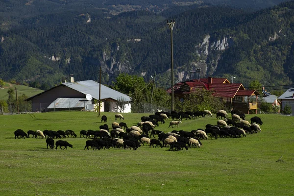 Turquia Rebanho Ovelhas Animais Curiosos Desfrutando Grama Verde Prados Florestais — Fotografia de Stock