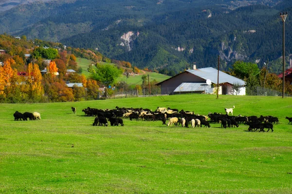 Turquie Troupeau Moutons Animaux Curieux Appréciant Herbe Verte Des Prairies — Photo