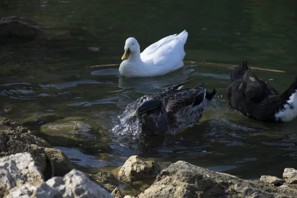 Die Enten Schwimmen Auf Den Teichen Vögel Und Tiere Wildtierkonzept — Stockfoto