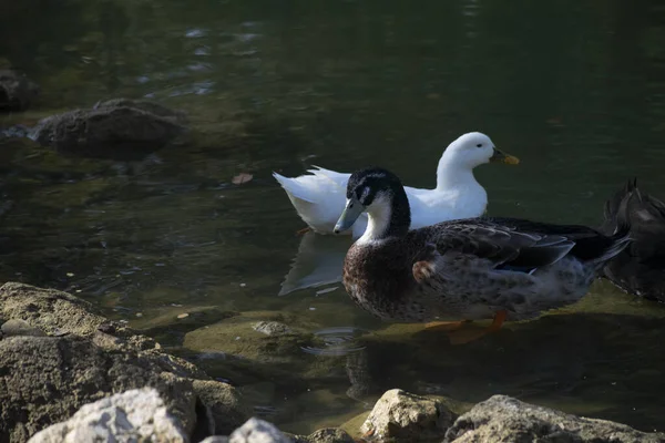 Die Enten Schwimmen Auf Den Teichen Vögel Und Tiere Wildtierkonzept — Stockfoto