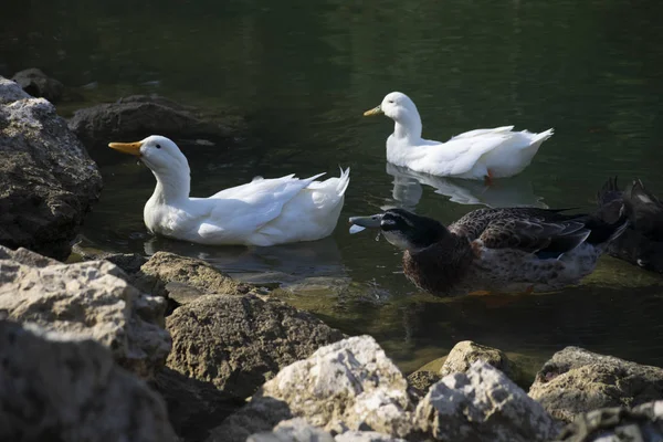 Patos Nadam Nas Lagoas Pássaros Animais Conceito Vida Selvagem — Fotografia de Stock