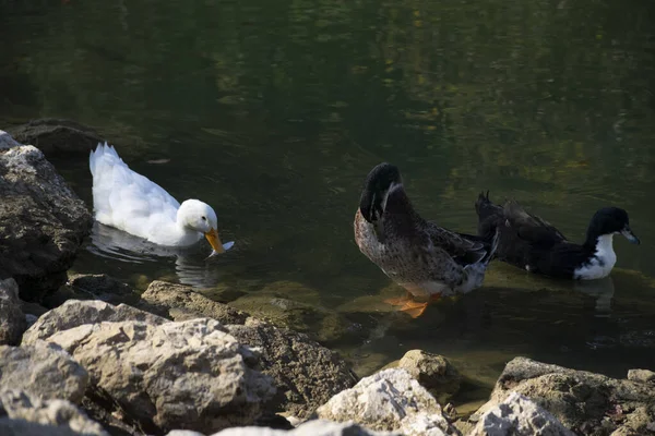 Patos Nadam Nas Lagoas Pássaros Animais Conceito Vida Selvagem — Fotografia de Stock