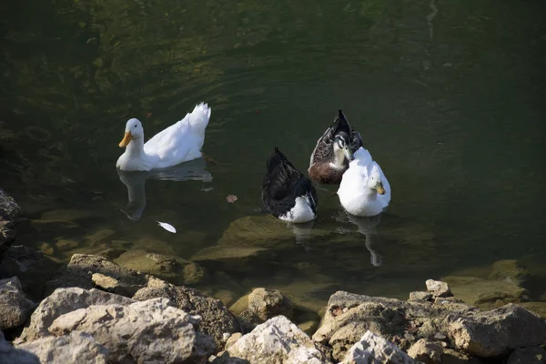 Ducks Swimming Ponds Birds Animals Wildlife Concept — Stock Photo, Image