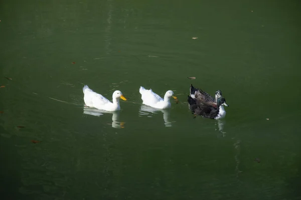 Die Enten Schwimmen Auf Den Teichen Vögel Und Tiere Wildtierkonzept — Stockfoto