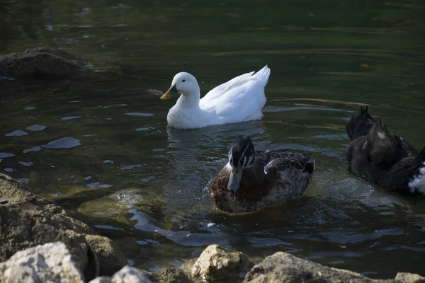 Ördekler Gölette Yüzüyor Vahşi Yaşam Konseptinde Kuşlar Hayvanlar — Stok fotoğraf