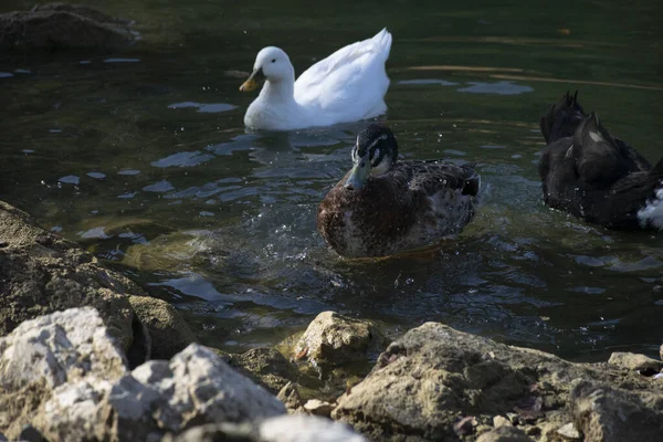 Patos Nadam Nas Lagoas Pássaros Animais Conceito Vida Selvagem — Fotografia de Stock