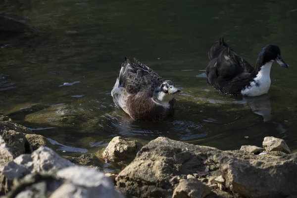 Patos Nadam Nas Lagoas Pássaros Animais Conceito Vida Selvagem — Fotografia de Stock