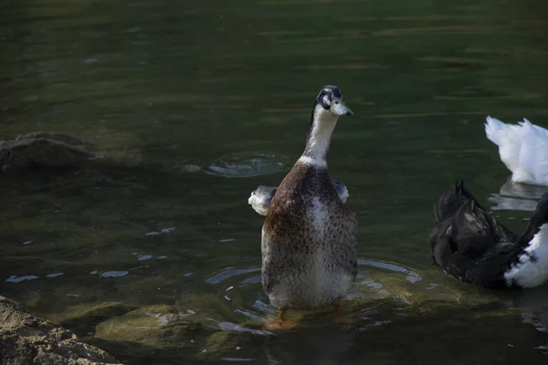 Patos Nadam Nas Lagoas Pássaros Animais Conceito Vida Selvagem — Fotografia de Stock