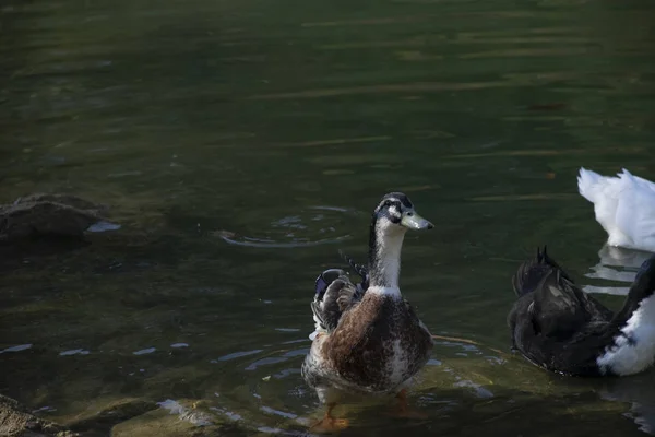 Die Enten Schwimmen Auf Den Teichen Vögel Und Tiere Wildtierkonzept — Stockfoto