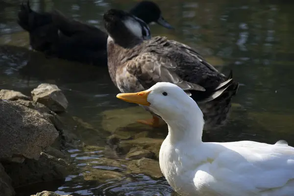 Patos Nadam Nas Lagoas Pássaros Animais Conceito Vida Selvagem — Fotografia de Stock