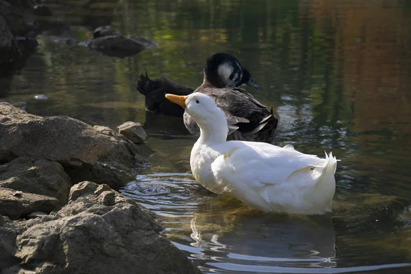 Die Enten Schwimmen Auf Den Teichen Vögel Und Tiere Wildtierkonzept — Stockfoto