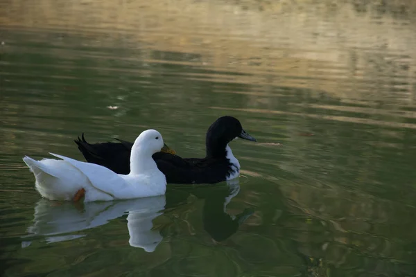 Ducks Swimming Ponds Birds Animals Wildlife Concept — Stock Photo, Image