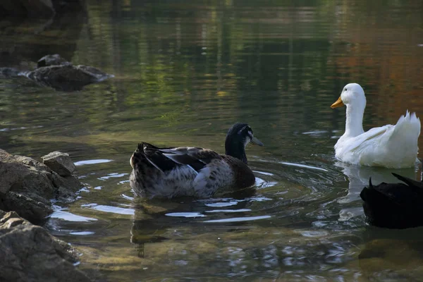 Ducks Swimming Ponds Birds Animals Wildlife Concept — Stock Photo, Image