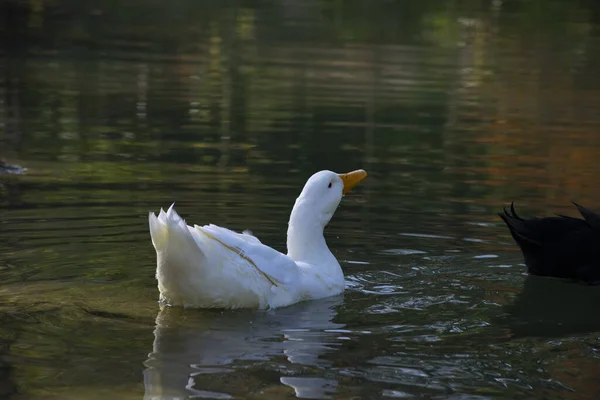 Patos Nadam Nas Lagoas Pássaros Animais Conceito Vida Selvagem — Fotografia de Stock