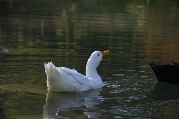 Ducks Swimming Ponds Birds Animals Wildlife Concept — Stock Photo, Image